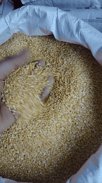 मूंग मोगर moong mogar pulse